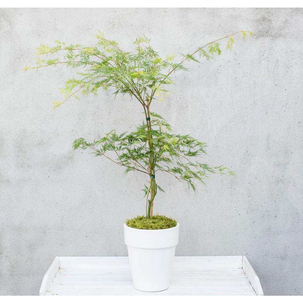 „Zierahorn für Garten & Kübel – halbschattiger Standort, gut drainierter Boden“