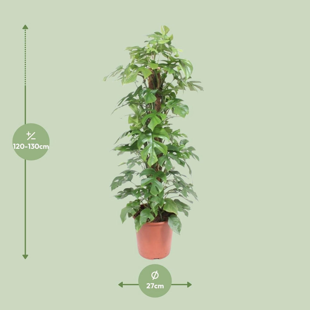Monstera minima P27/H130 mit Moosstab – tropische Kletterpflanze, immergrün