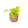 Epipremnum pinnatum „Golden Pothos“ in Elho -Vibes 14 cm Roze MEERgroothandel Planten