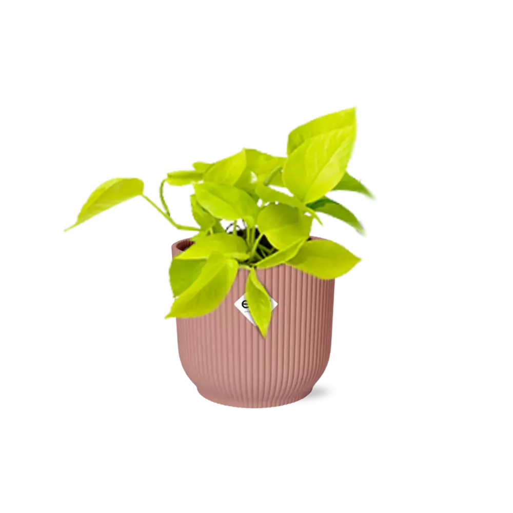 Epipremnum pinnatum „Golden Pothos“ in Elho -Vibes 14 cm Roze MEERgroothandel Planten