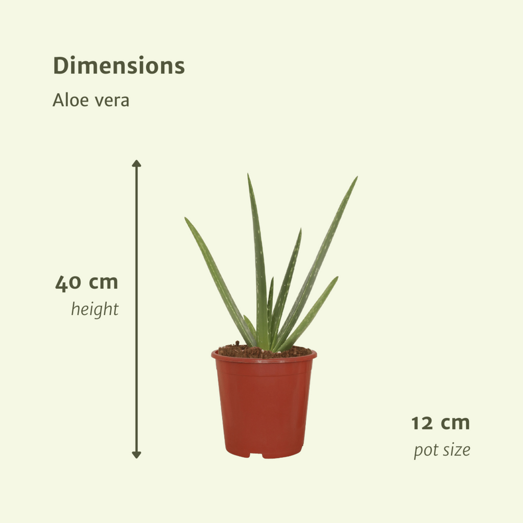 „Aloe Vera Größenvergleich bei Auslieferung