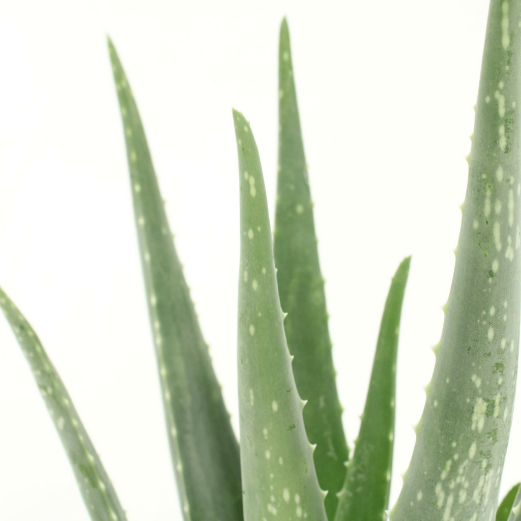Aloe Vera Detailaufnahme – fleischige Blätter, Sukkulente