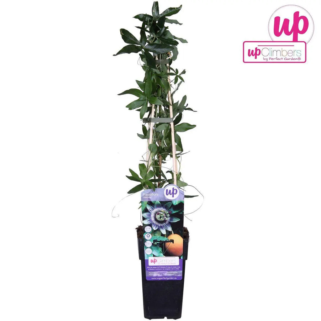 Passiflora Blau - ↨65 cm - Ø15 MEERgroothandel Planten