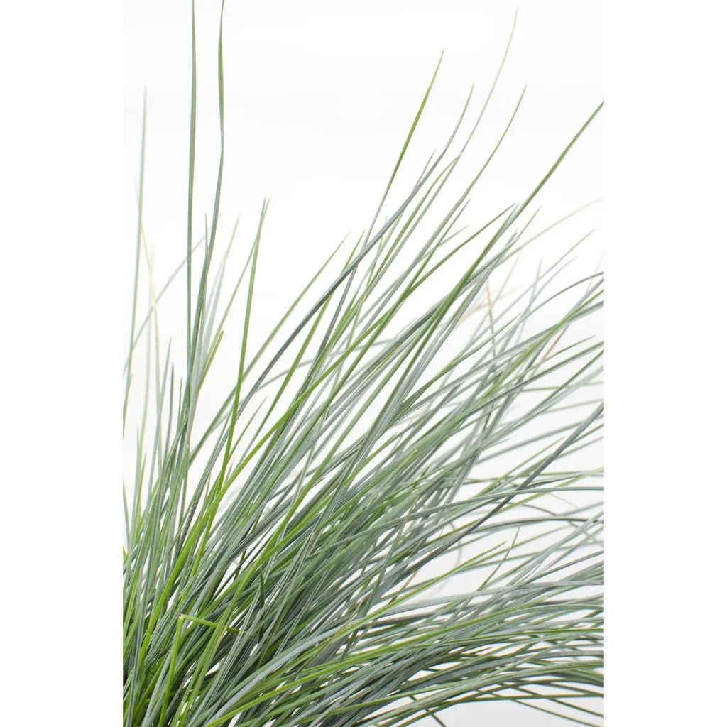 Festuca Glauca Azura Blue - Ø19cm - ↕40cm - Ø14 - ↨30cm |Zier-Gras Blauschwingel - Pille Gartenwelt
