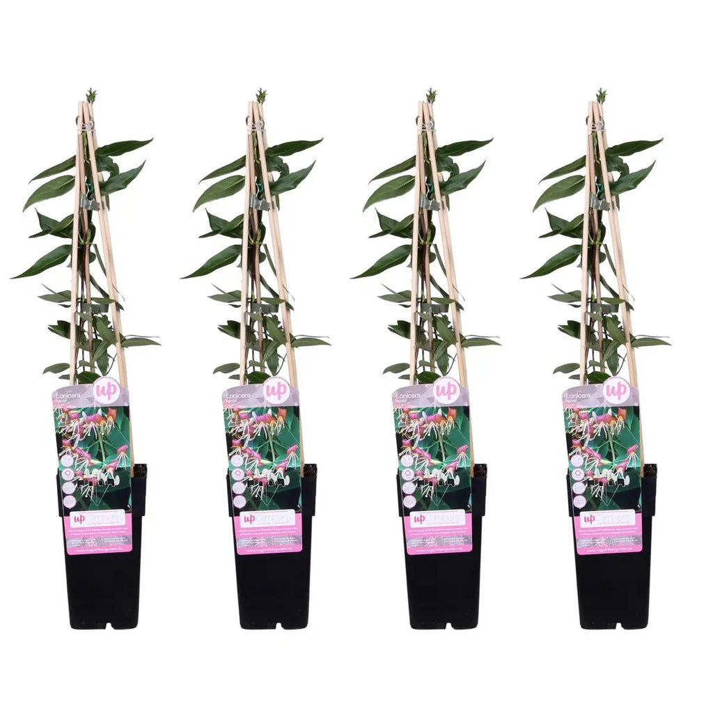 4x - lonicra henryi - ↨65cm - Ø15 MEERgroothandel Planten