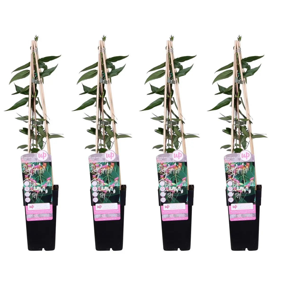 4x - lonicra henryi - ↨65cm - Ø15 MEERgroothandel Planten