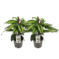 2x Calathea majestica ‘Princeps’ Ø14 cm ca. 45 cm – Korbmarante Set Gesamtansicht