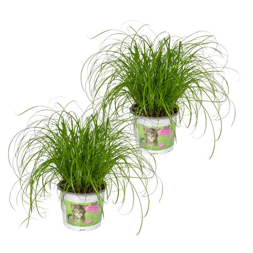2x Cyperus alternifolius Kattengras im Ø12 cm Topf freigestellt auf weißem Hintergrund, ca. 20 cm