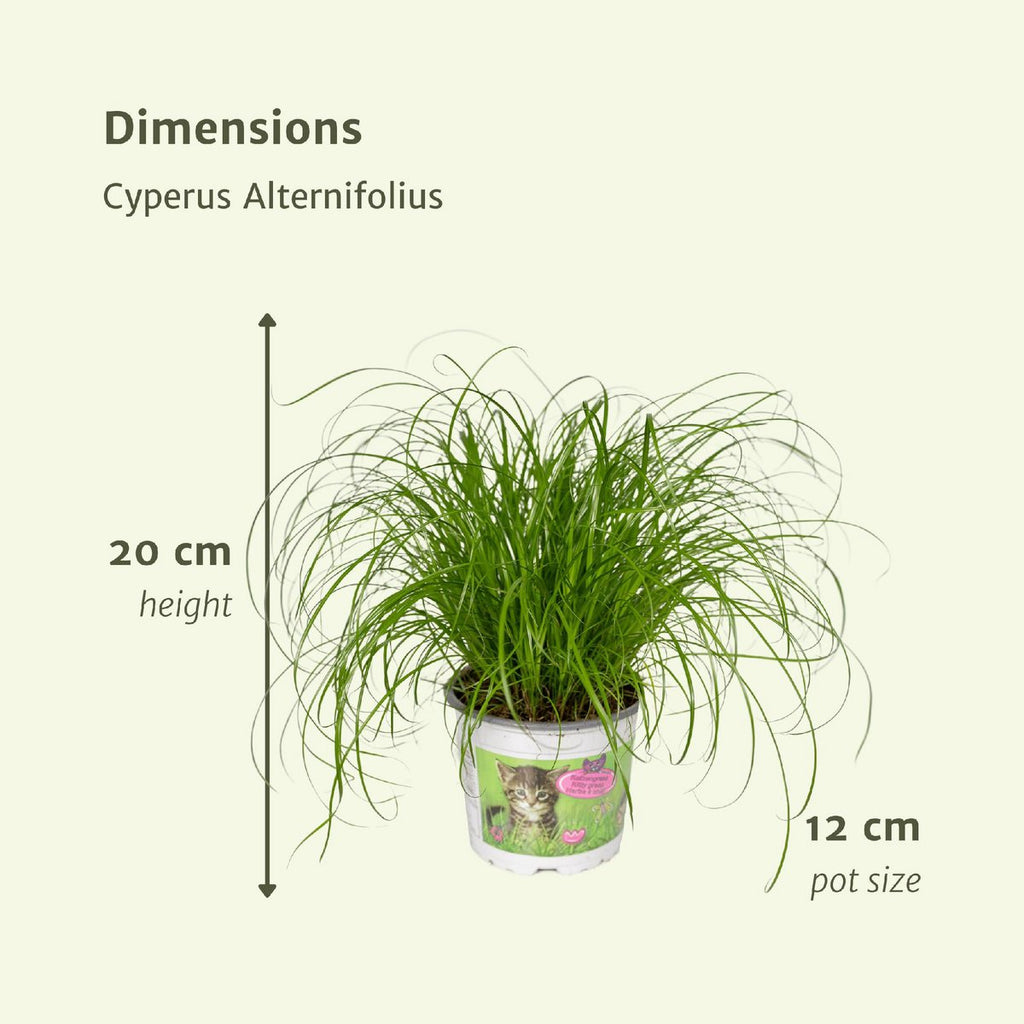 2x Cyperus alternifolius Kattengras Lieferhöhe ca. 20 cm – Größenvergleich bei Lieferung