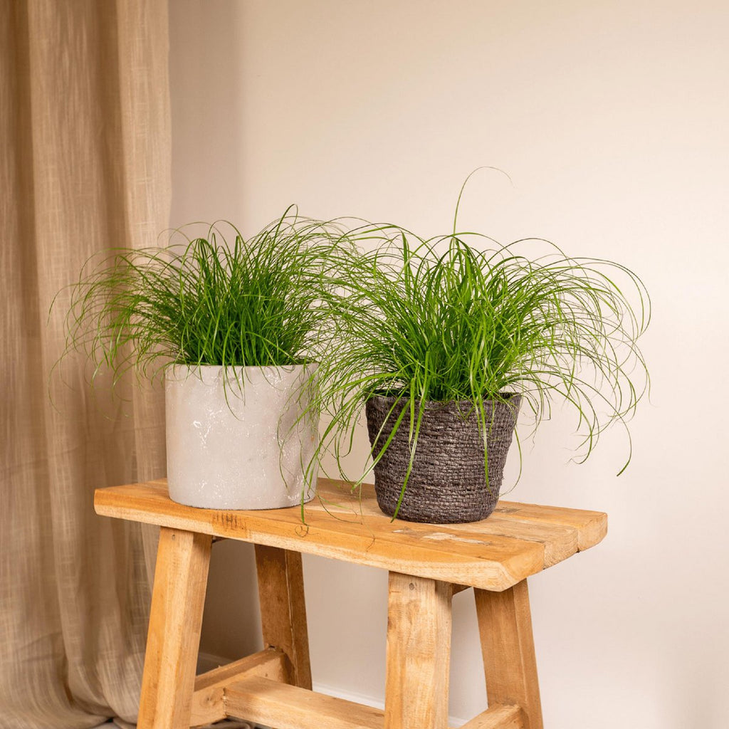 2x Cyperus alternifolius Kattengras im Ø12 cm Topf im Wohnzimmer