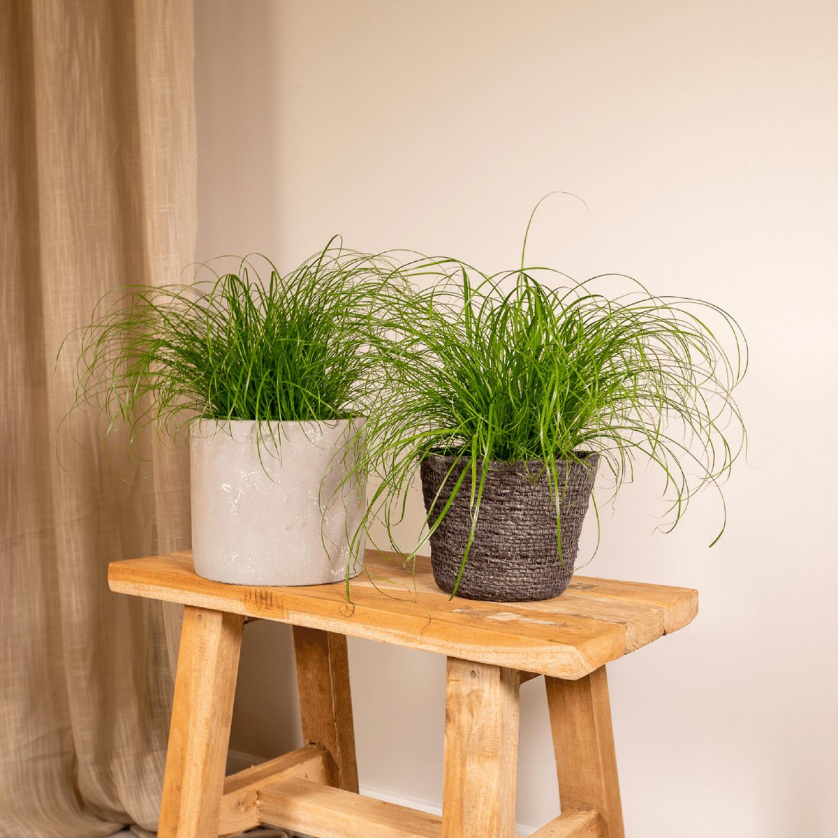 2x Cyperus alternifolius Kattengras im Ø12 cm Topf im Wohnzimmer