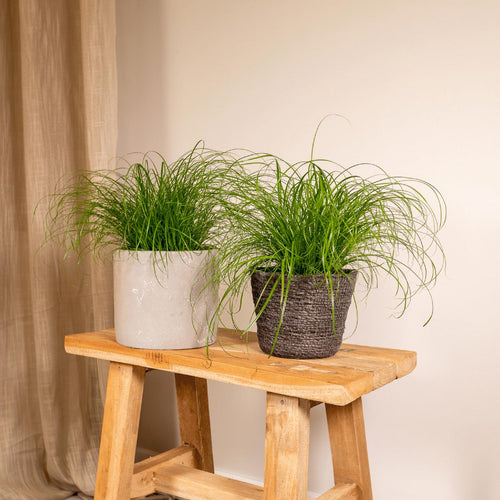 2x Cyperus alternifolius Kattengras im Ø12 cm Topf im Wohnzimmer