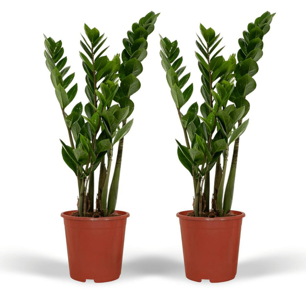 2x Zamioculcas Emerald Palm im Ø14 cm Topf freigestellt auf weißem Hintergrund, ca. 50 cm