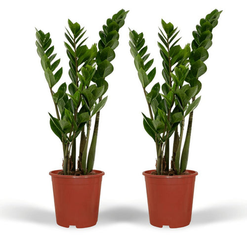 2x Zamioculcas Emerald Palm im Ø14 cm Topf freigestellt auf weißem Hintergrund, ca. 50 cm
