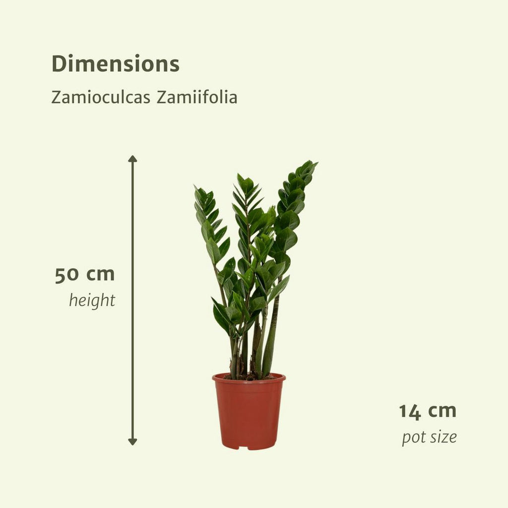 2x-zamioculcas-emerald-palm-lieferhoehe-50cm-groessenvergleich