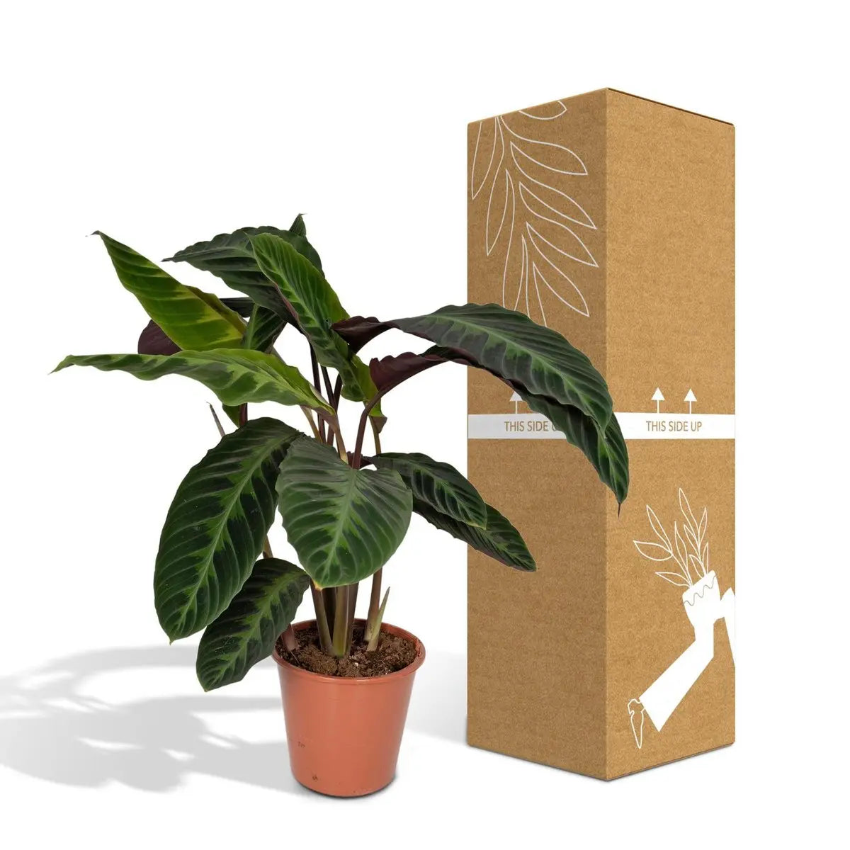 Calathea Warscewiczii - Pfauenpflanze - Ø19cm - ↕70cm MEERgroothandel Planten