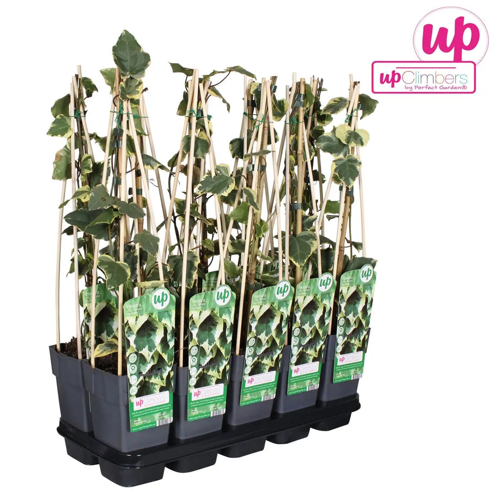 Hedera Colchica 'dentata variegata' - Ø15cm - ↕65 cm