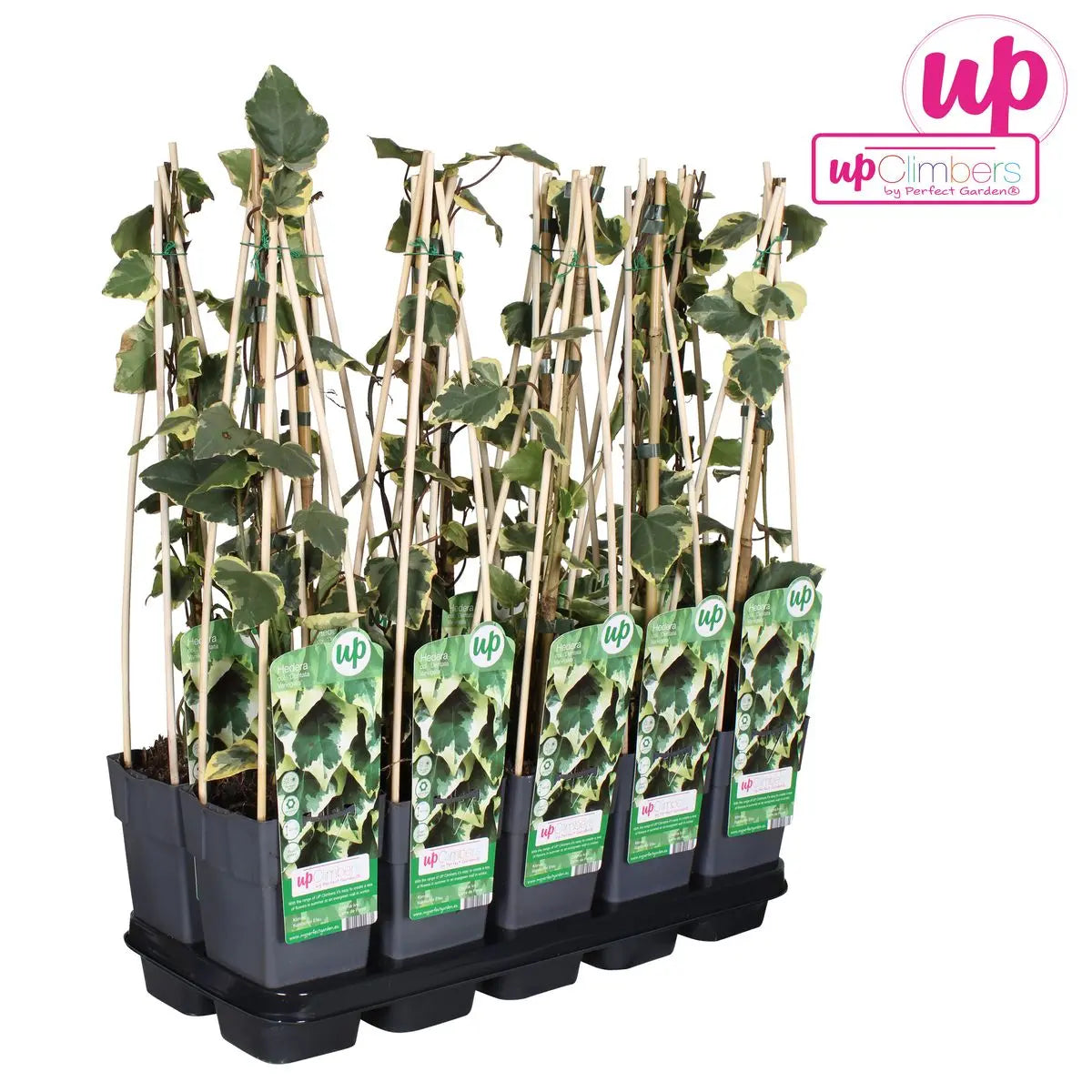 Hedera Colchica 'dentata variegata' - Ø15cm - ↕65 cm