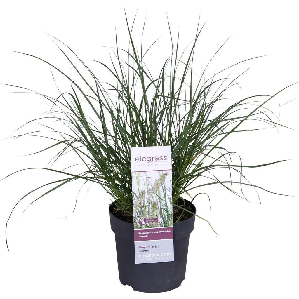 Pennisetum Alopecuroides 'Hameln' - Ø14cm - 30cm