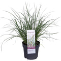 Pennisetum Alopecuroides 'Hameln' - Ø14cm - 30cm
