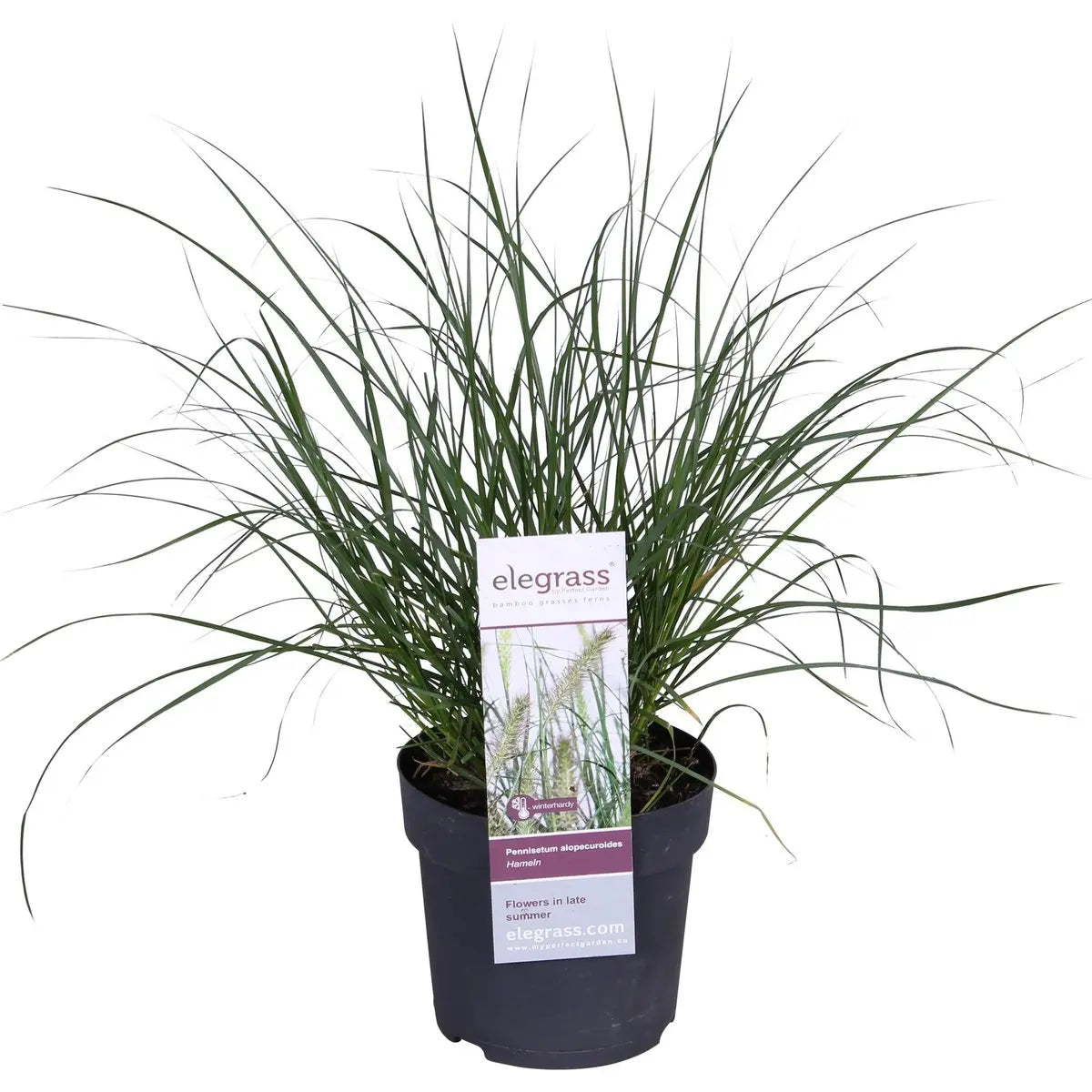 Pennisetum Alopecuroides 'Hameln' - Ø14cm - 30cm