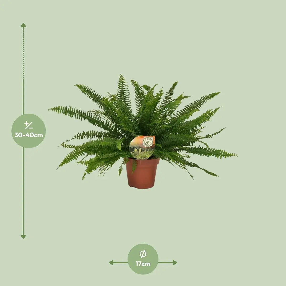 Boston-Farn Nephrolepis Green Lady - Ø17cm - ↕40 cm