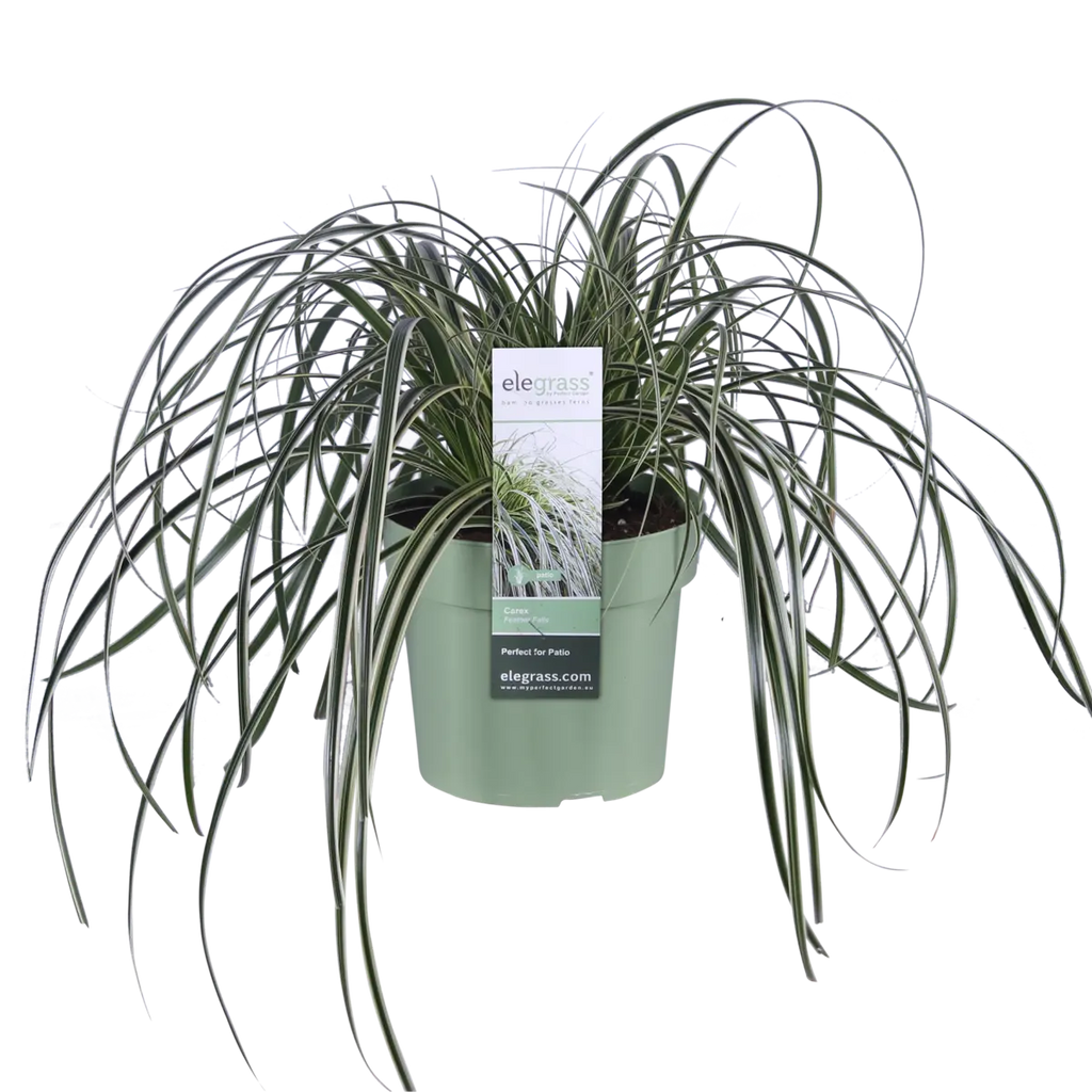 Carex 'Feather Falls' - ↕40cm - Ø19 | dekorative wintergrüne Segge