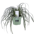 Carex 'Feather Falls' - ↕40cm - Ø19 | dekorative wintergrüne Segge