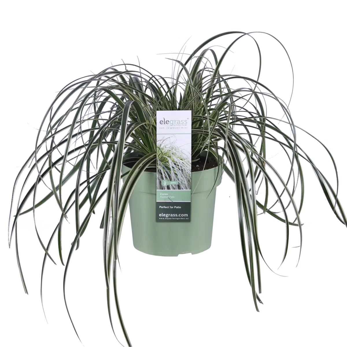Carex 'Feather Falls' - ↕40cm - Ø19 | dekorative wintergrüne Segge