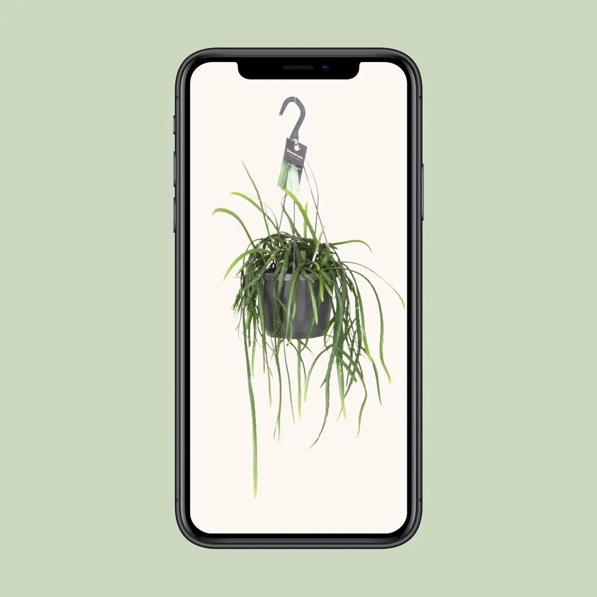Der Container bolivianum - Ø7cm - ↕40 cm MEERgroothandel Planten