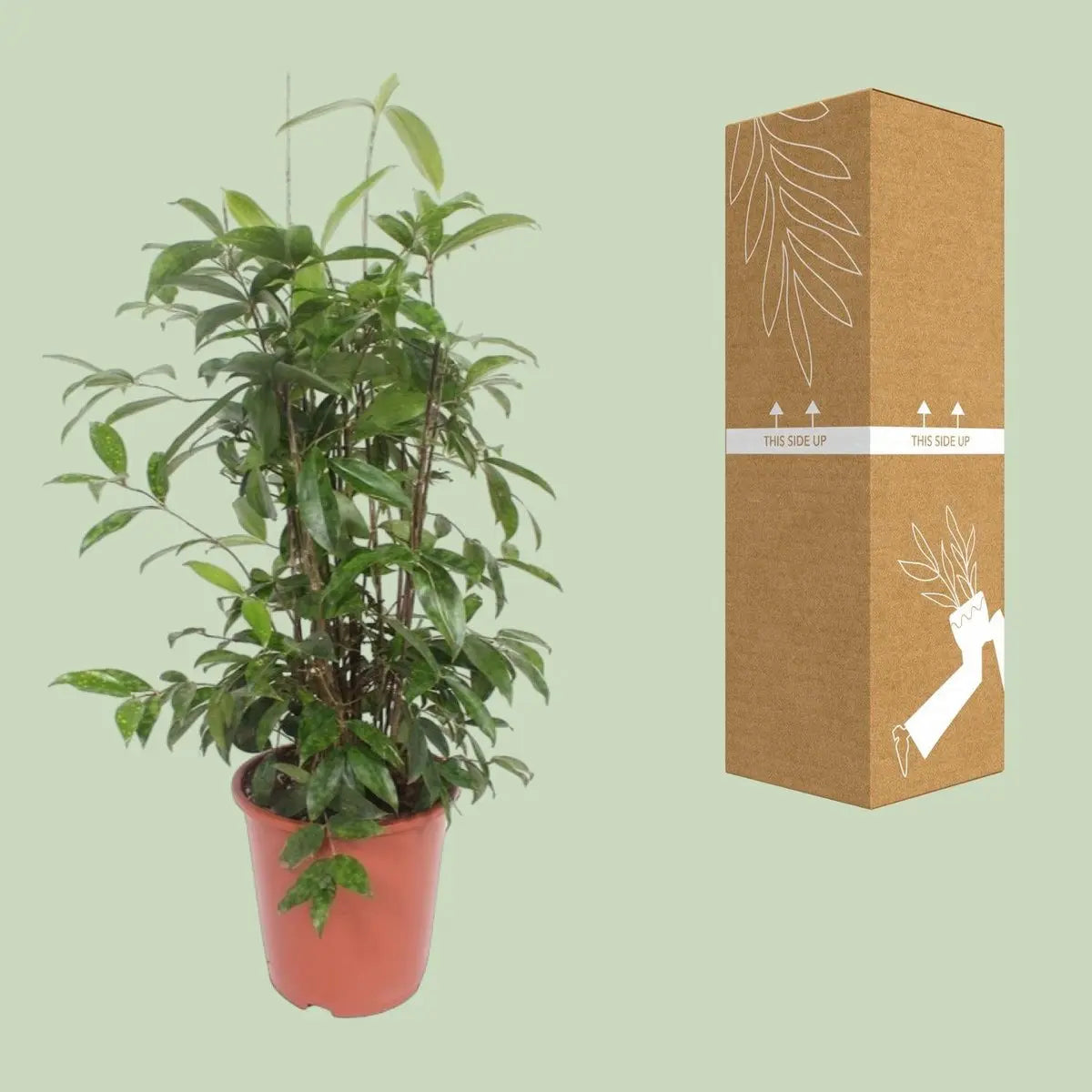 Dracaena surculosa - Ø27cm - ↕110 cm MEERgroothandel Planten