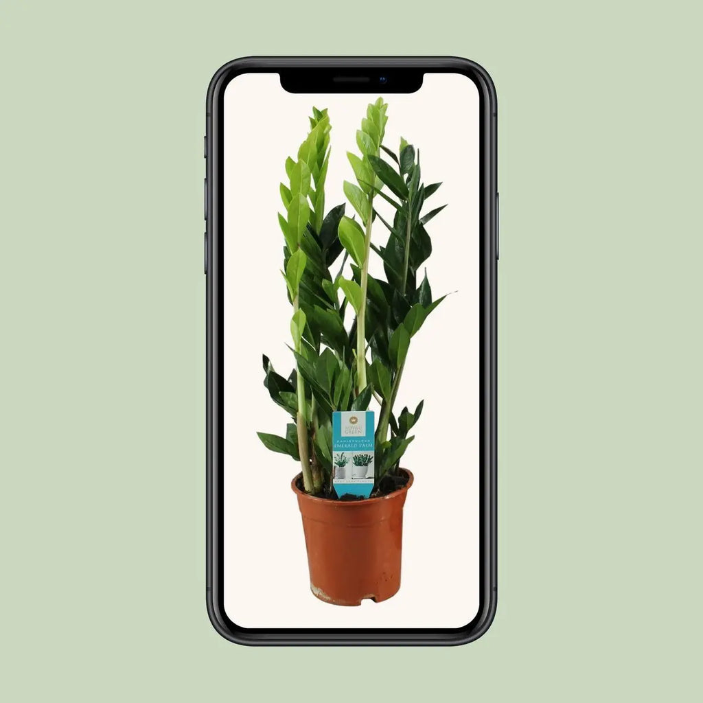 Zamioculcas Zamiifolia - Ø17cm - ↕65cm MEERgroothandel Planten