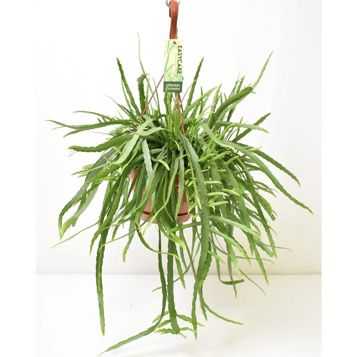 Lepismium Bolivianum - Ø17 ↕55 MEERgroothandel Planten