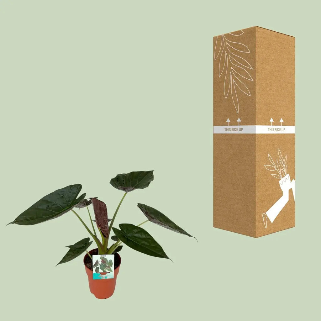 Alocasia wentii Elefantenohr - Ø19CM - ↕85cm | herzförmige Blätter | Exot - Pille Gartenwelt