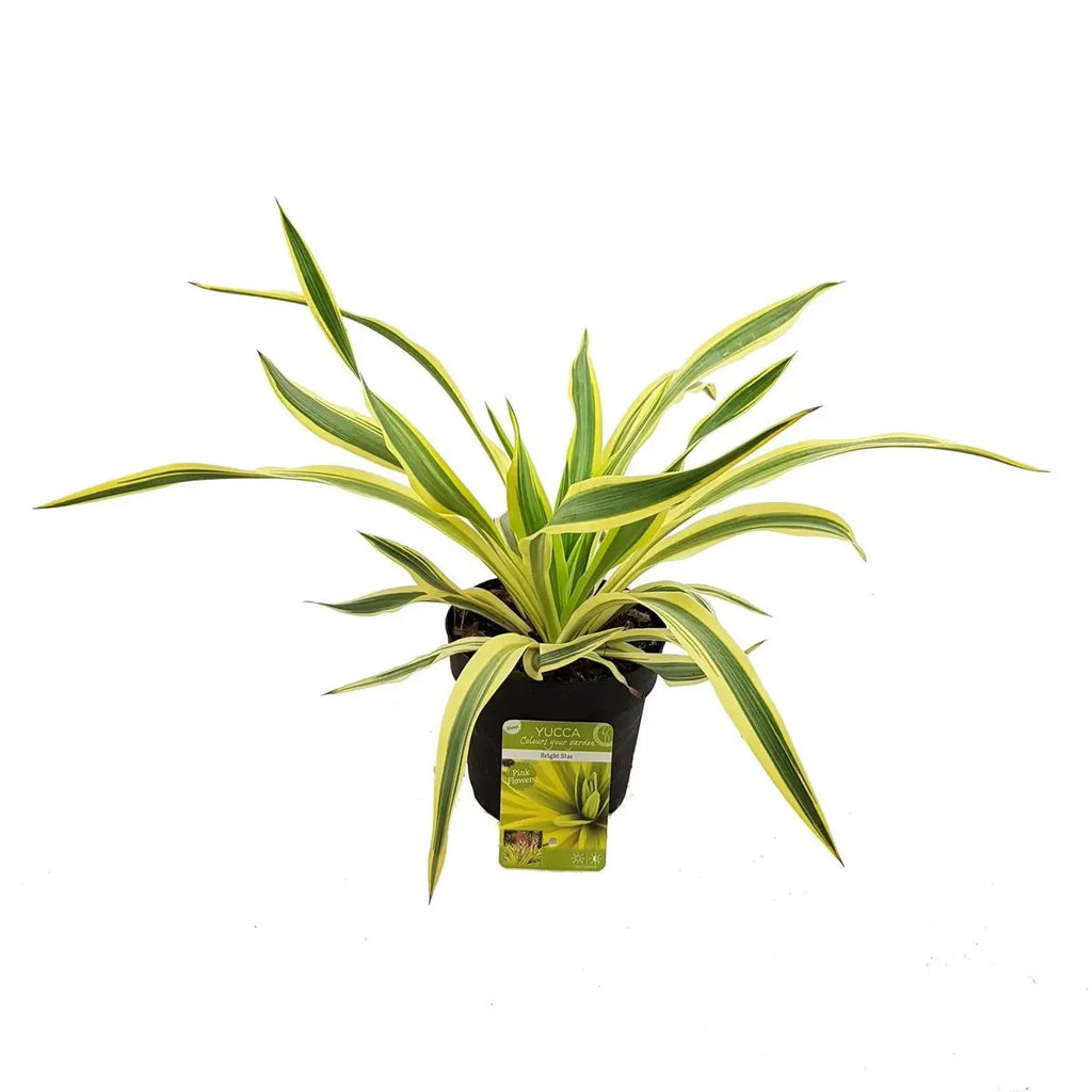 Kerzen-Palmlilie Yucca gloriosa ‘Heller Stern’ - ↕20cm - Ø13cm - Pille Gartenwelt