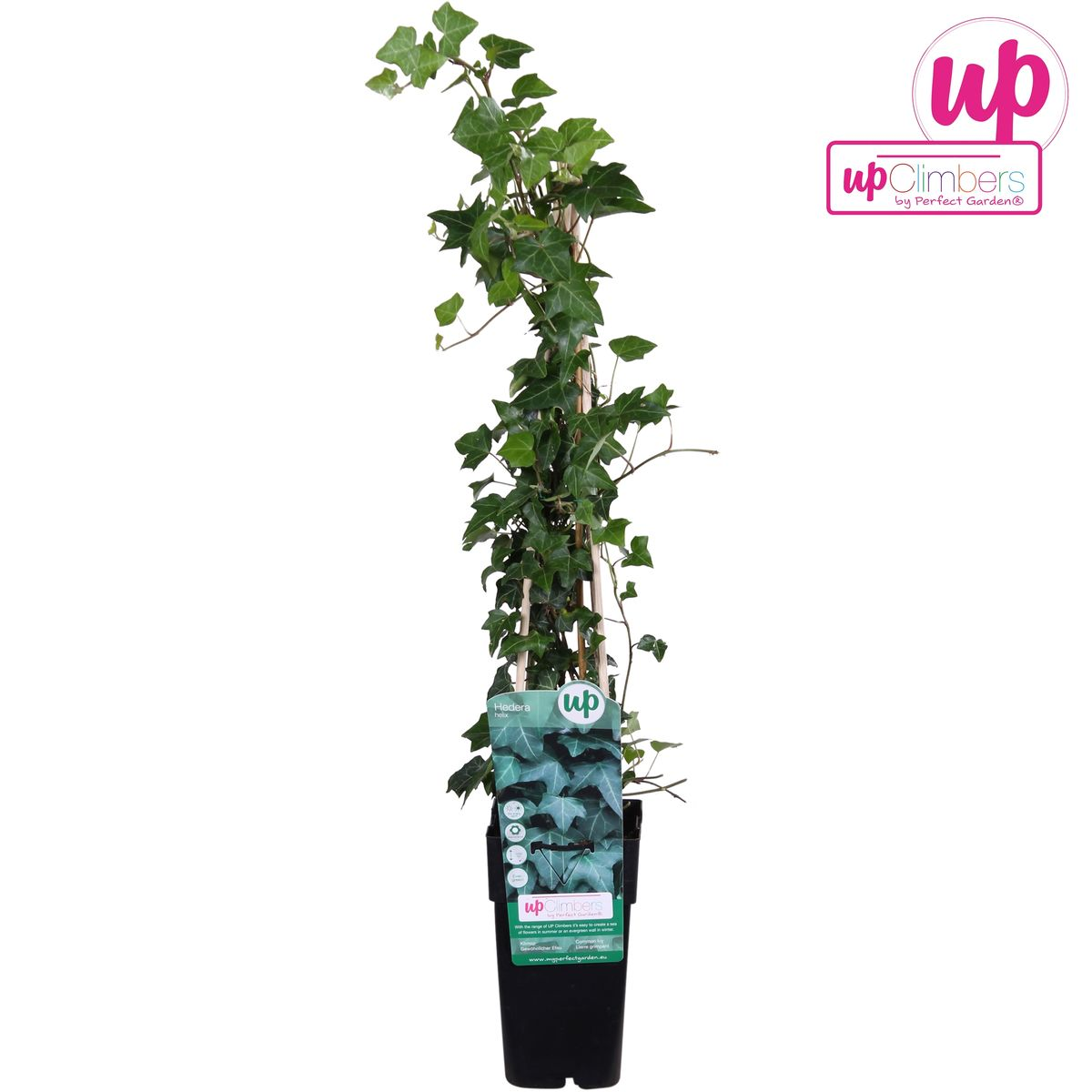 Efeu Hedera helix – immergrün, winterhart, Kletterpflanze Ø15cm - ↕65 cm