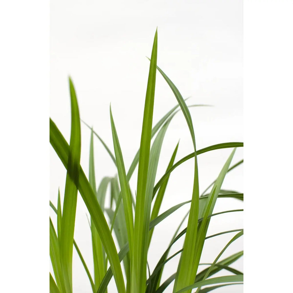 Carex Morrowii Irish Green - Ø14 cm - ↕30 cm | Zier-Gras