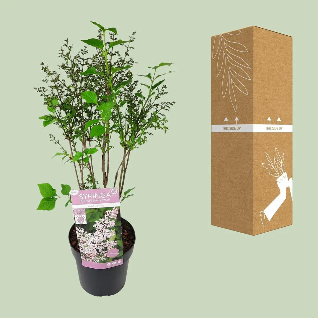 Syringa patula ‘Violet Uprising’  - Ø19cm- ↕35cm | Koreanischer Flieder - Pille Gartenwelt