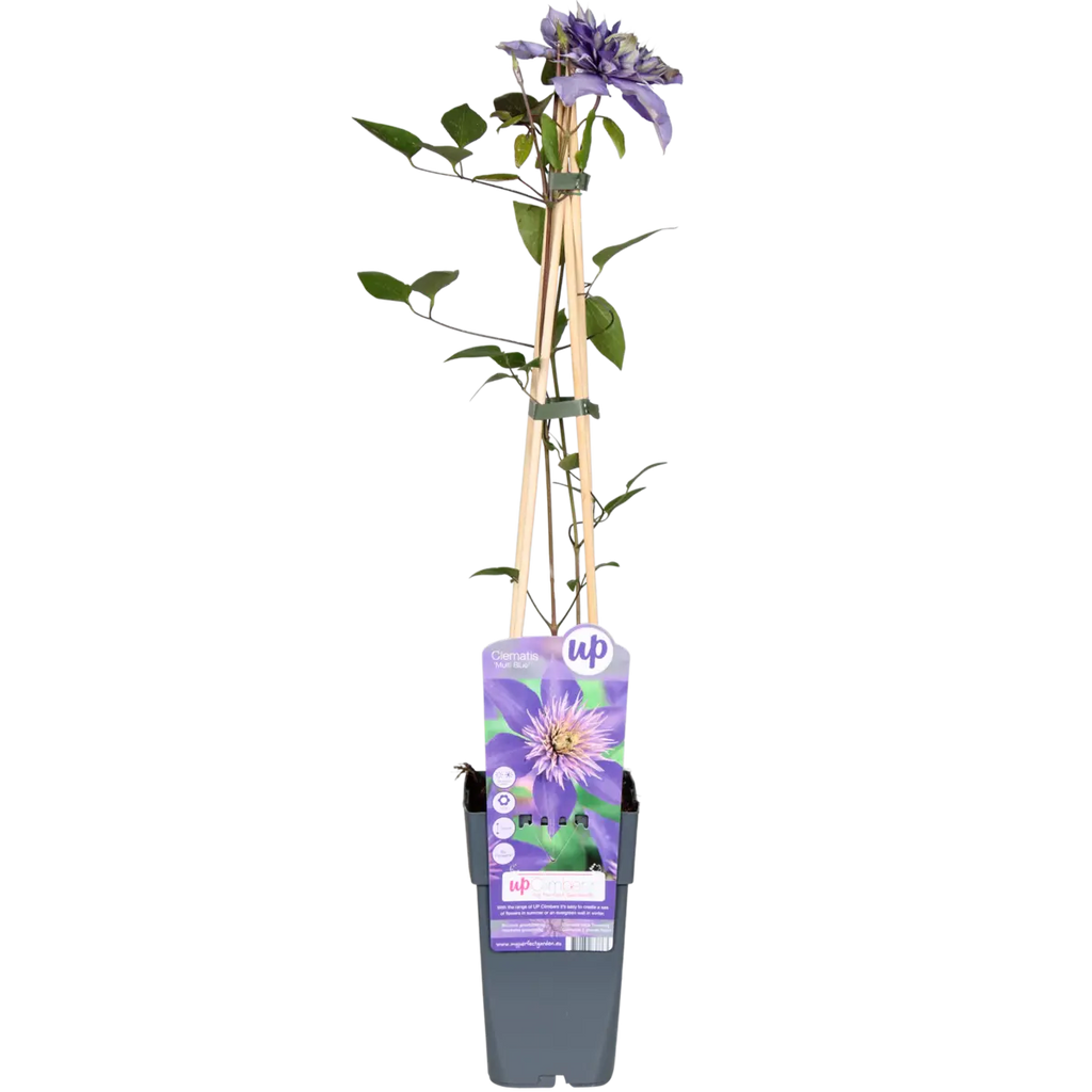 Clematis Multi Blue gefüllte blaue Rankpflanze Ø15 cm ↕65 cm im Topf winterhart
