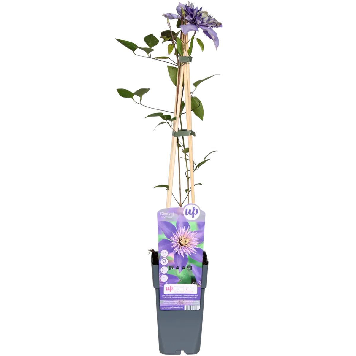 Clematis Multi Blue gefüllte blaue Rankpflanze Ø15 cm ↕65 cm im Topf winterhart