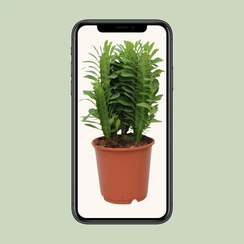 Euphorbia trigona - Ø12c in ↕40 cm MEERgroothandel Planten