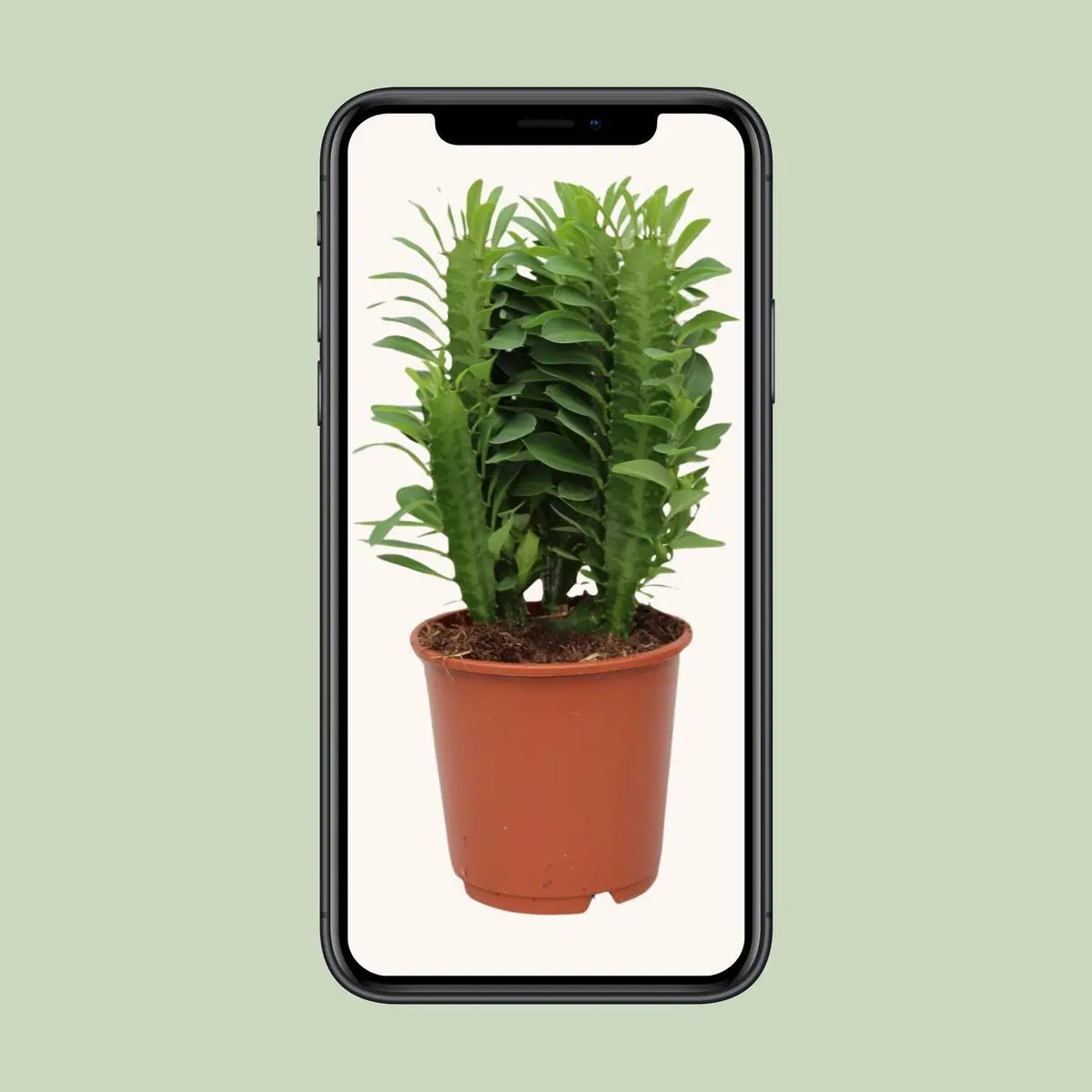 Euphorbia trigona - Ø12c in ↕40 cm MEERgroothandel Planten