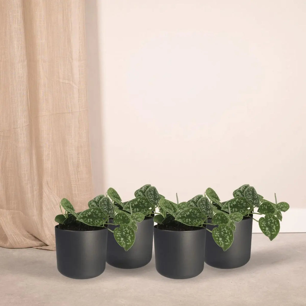 Scindapsus Pictus - 4 Stück - ø12cm - ↕15cm MEERgroothandel Planten