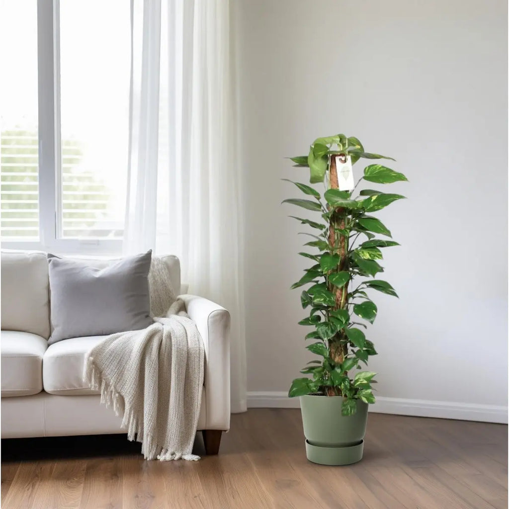 Epipremnum pinnatum am Moosstab im Ø24 cm Topf neben Couch dekoriert