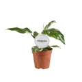 Philodendron White Princess B Grad - Ø12cm - ↕30 cm - Pille Gartenwelt