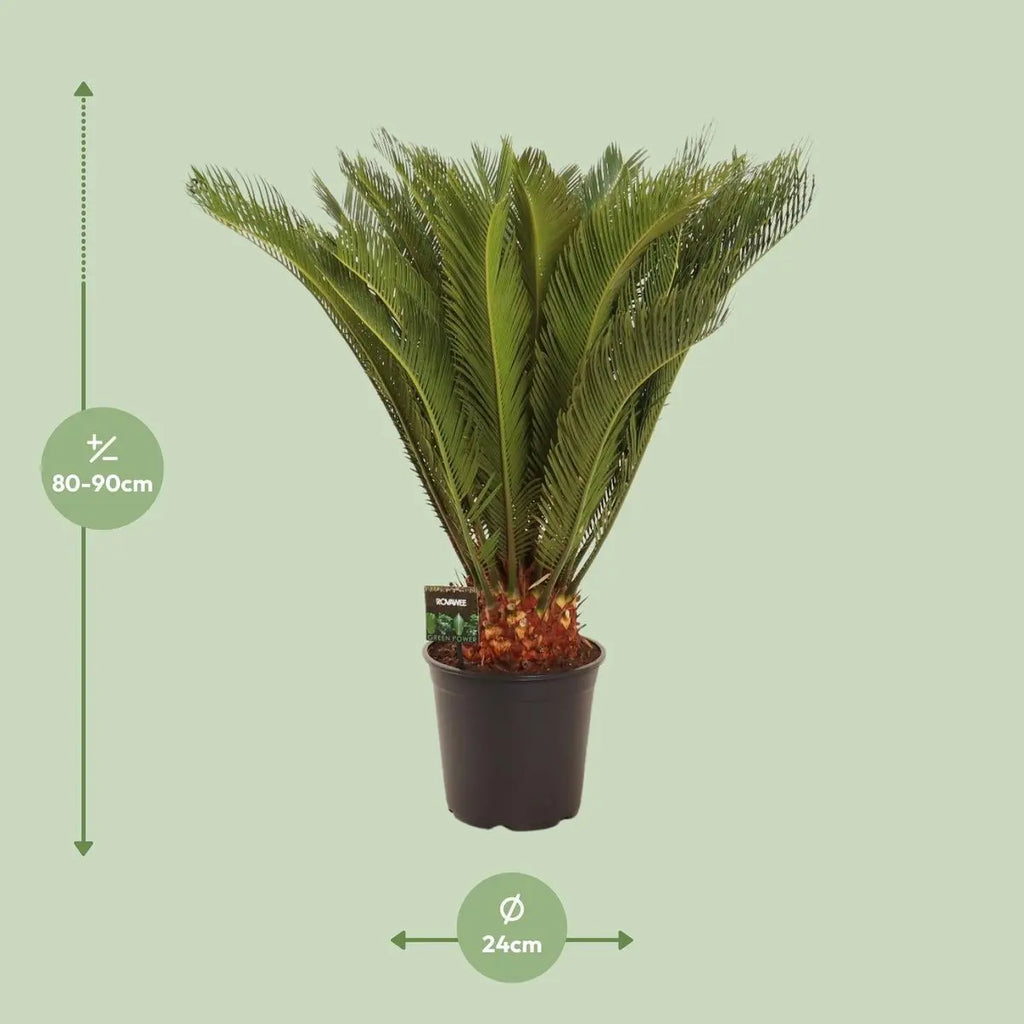 Cycas Revoluta 30 Plus Veren | [P24-H90] MEERgroothandel Planten