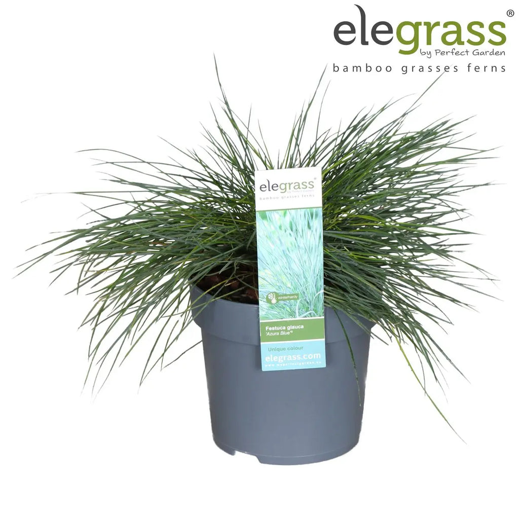 Festuca Glauca Azura Blue - Ø19cm - ↕40cm - Ø14 - ↨30cm |Zier-Gras Blauschwingel - Pille Gartenwelt