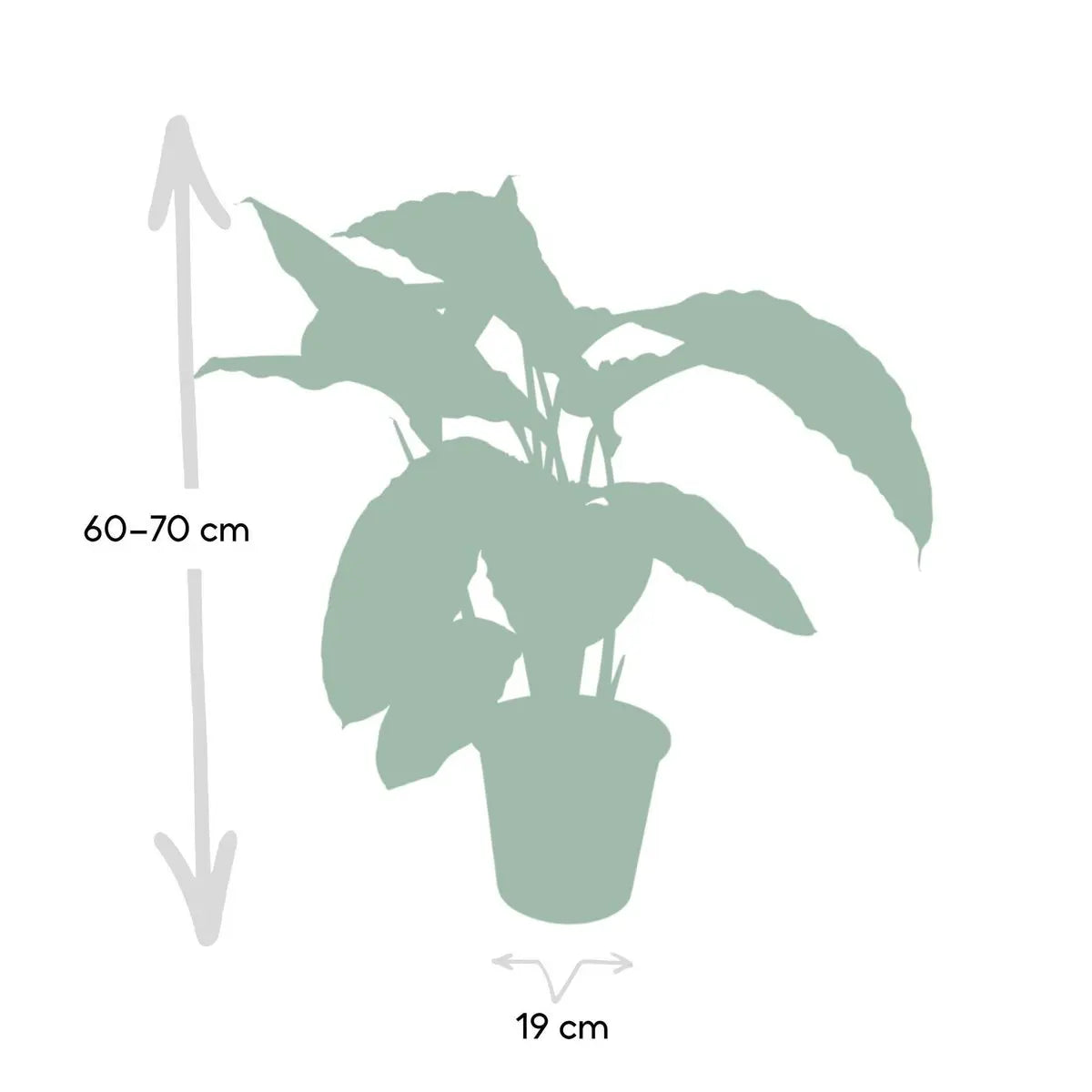 Calathea Warscewiczii - Pfauenpflanze - Ø19cm - ↕70cm MEERgroothandel Planten