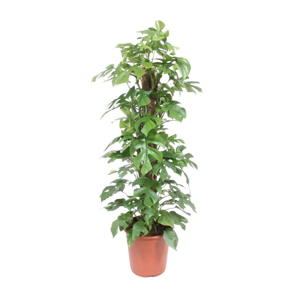 Monstera minima P27/H130 mit Moosstab – tropische Kletterpflanze, immergrün