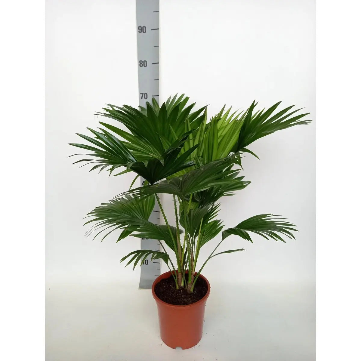 Fächer-Palme Livistona Rotundifolia - Ø17 ↕70 cm